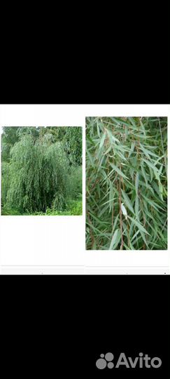 Ивы декоративные в ассортименте