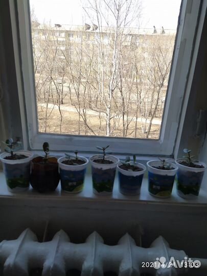 Денежное дерево толстянка лечебная