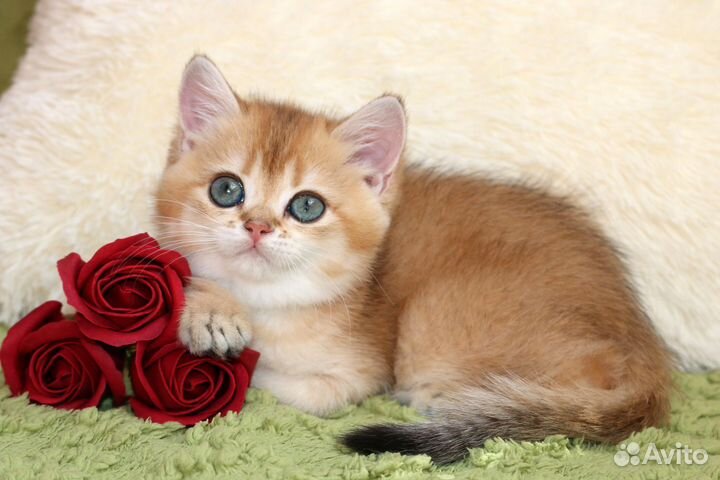 Котятк золотые британские шиншиллы