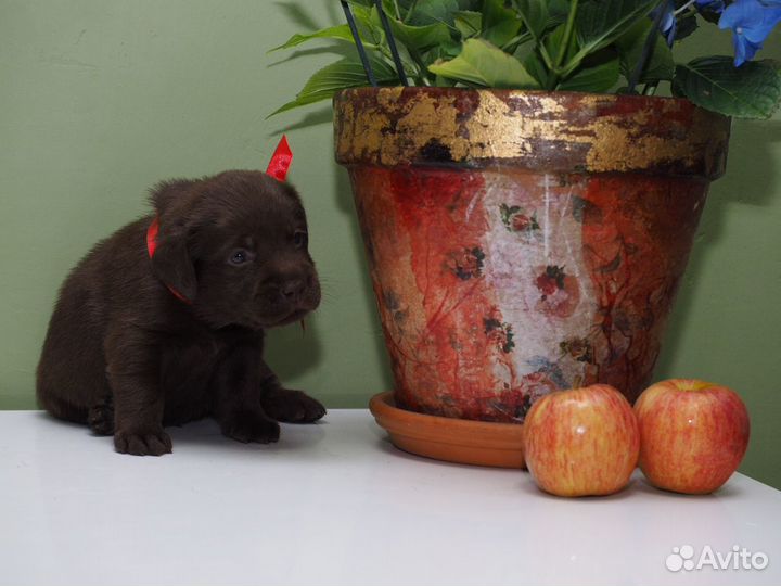 Великолепные щенки Лабрадора