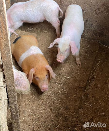 Поросята ландрас