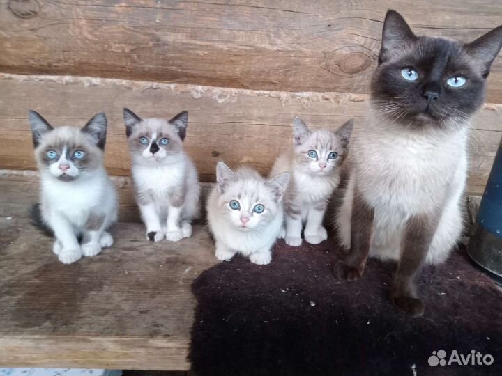 Сиамские котята