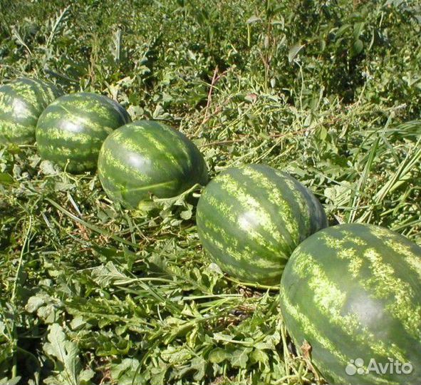 Семена Арбуза 