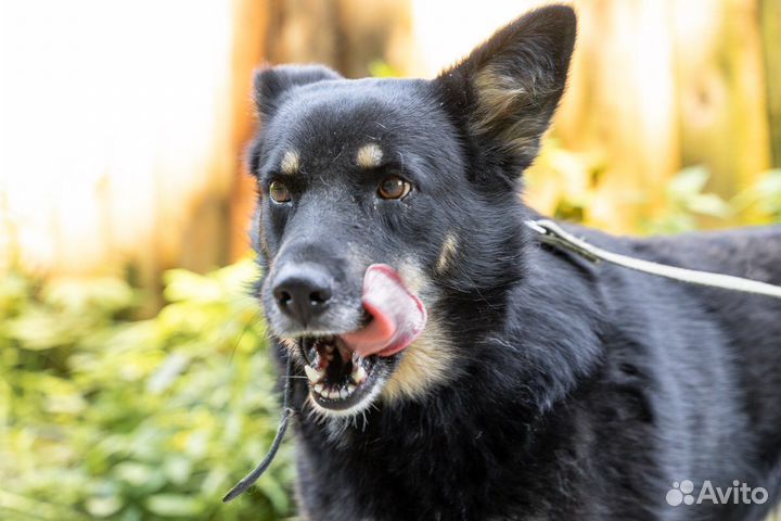 Собака ищет добрых людей