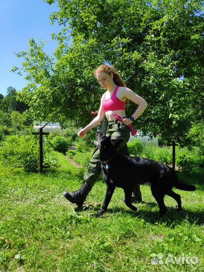 Дрессировка собак, услуги кинолога