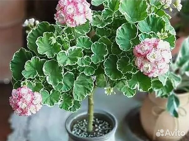 Пеларгония пестролистная