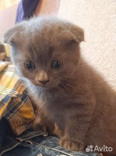 Британская