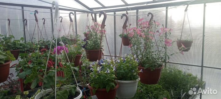 Продам петунию в кашпо,розы