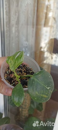 Филодендрон