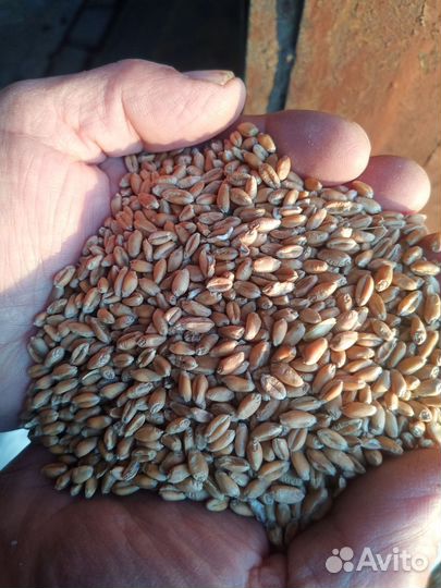 Зерно пшеница