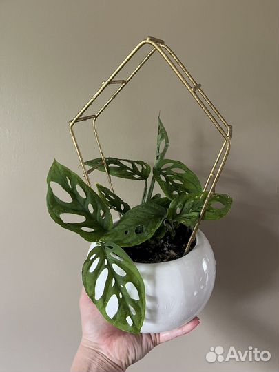 Монстера мини