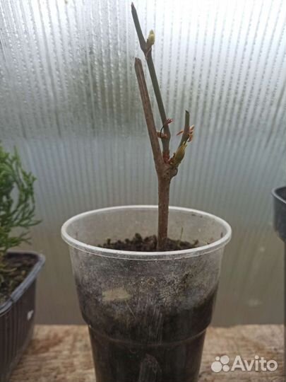 Девичий виноград