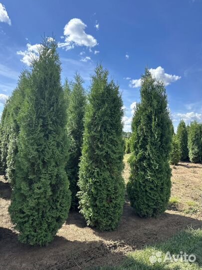 Туя Смарагд 180-200