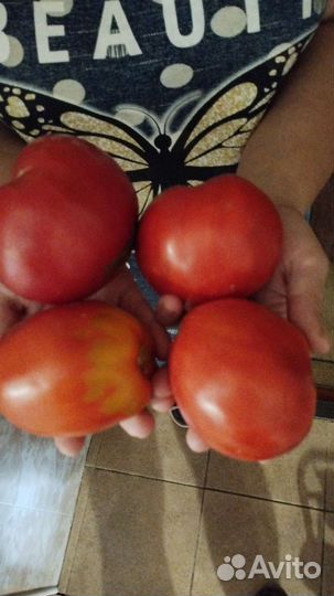 Помидор