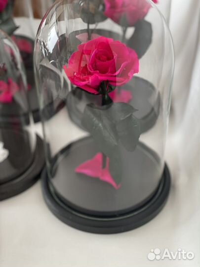 Роза в колбе