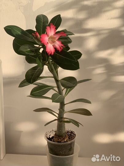 Адениум взрослый цветущий