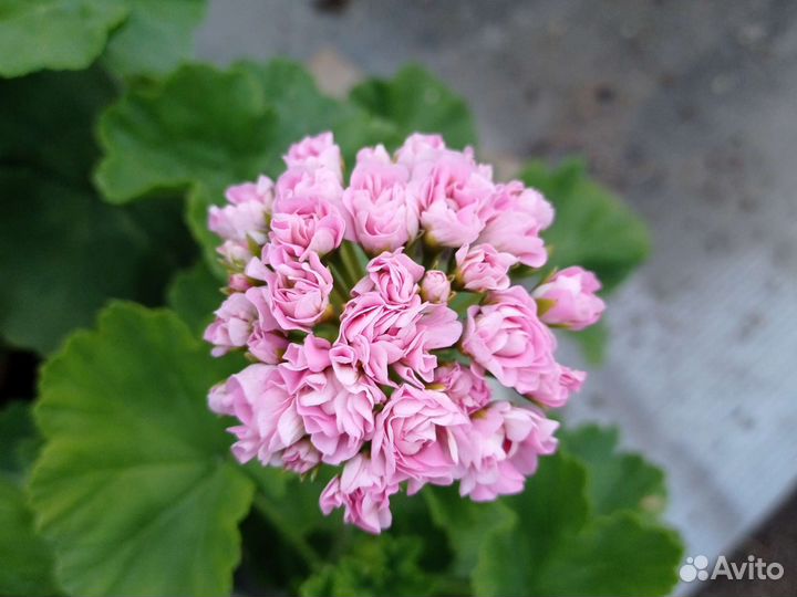 Пеларгония герань