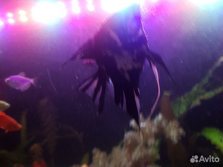 Аквариум рыбки