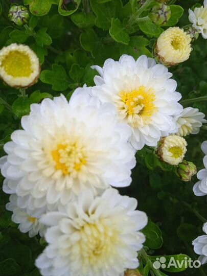 Хризантема шаровидная (мультифлора)