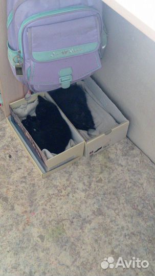 Котята бесплатно