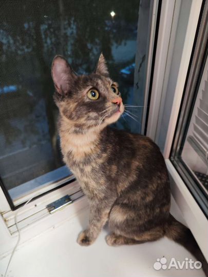 Котенок 5 месяцев