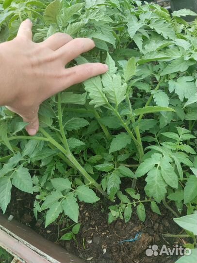 Помидоры, капуста