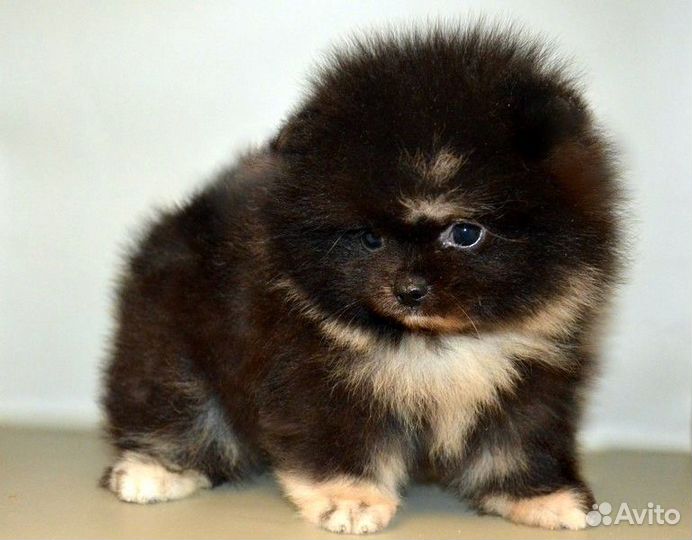 Померанский шпиц,мини щенки разных окрасов,с докум