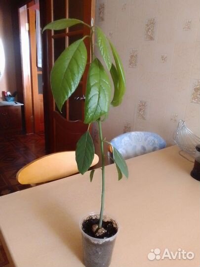 Комнатные растения цветы