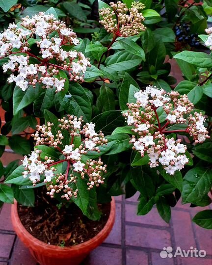 Табернемонтана, калина, Соландра