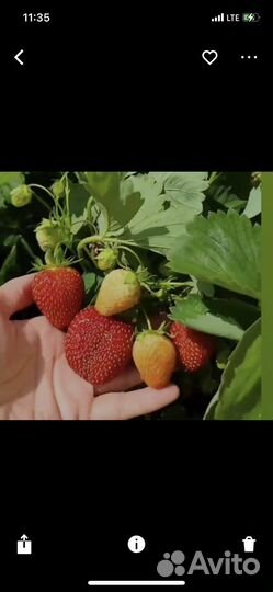 Рассада Виктории