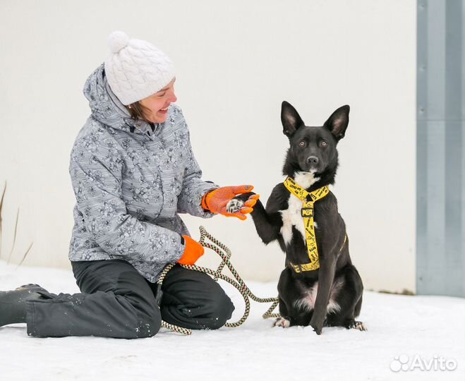 Собаки в дар