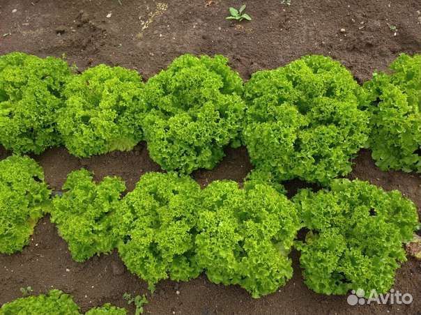 Продам листья салата