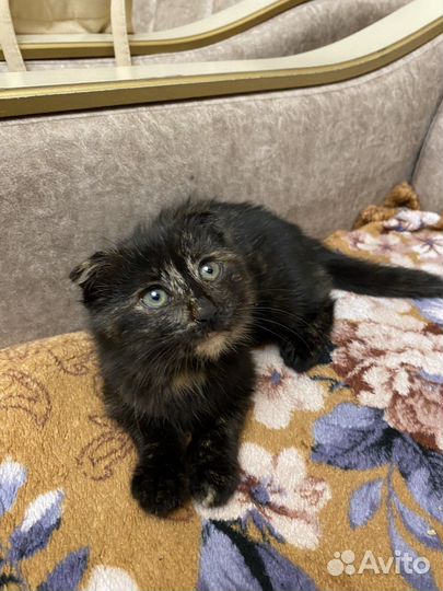 Шотландский котенок