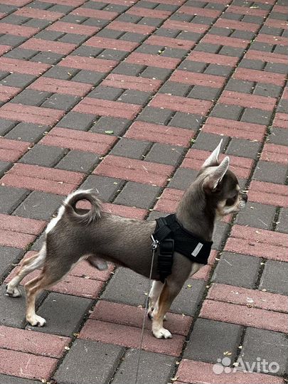 Вязка кобель чихуахуа mini