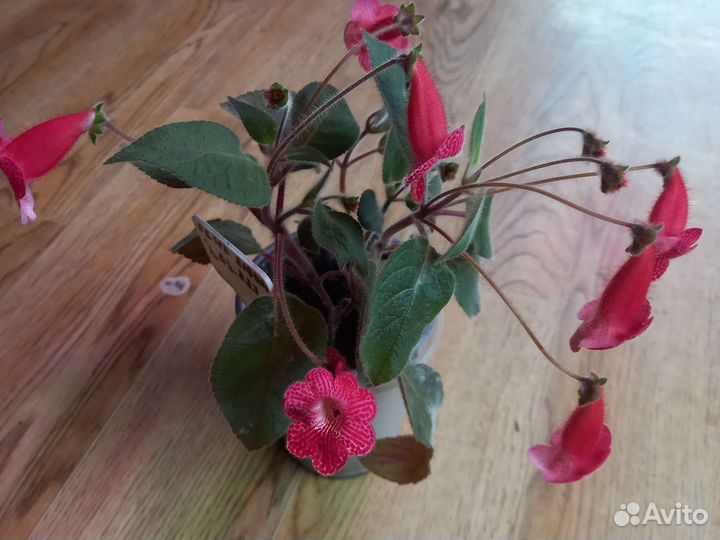 Комнатные цветы