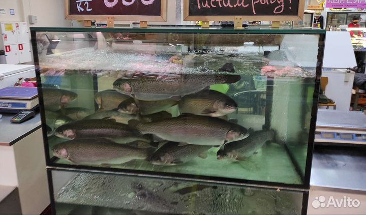 Форель (0,7 - 1,5кг) Карп (0.9 - 2 кг) Живая Рыба