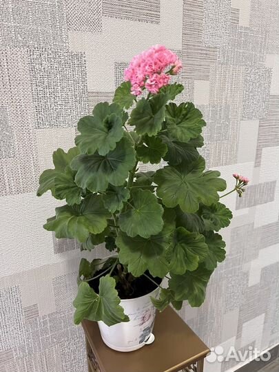 Пеларгония розебудная