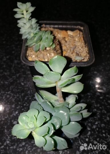 Эхеверия изящная