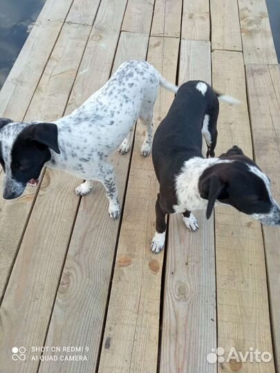 Щенки в добрые руки, 3 товарища