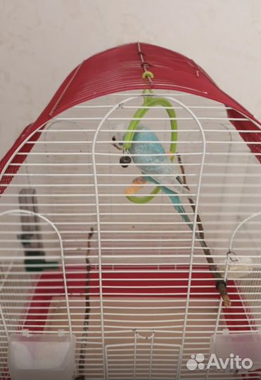 Волнистый попугай