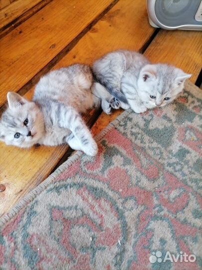 Котята