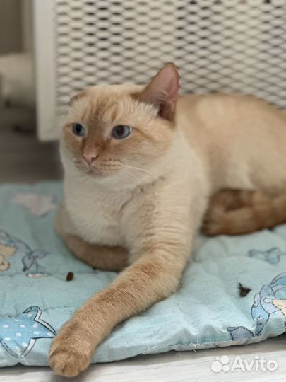 Котик Абрикос ищет дом