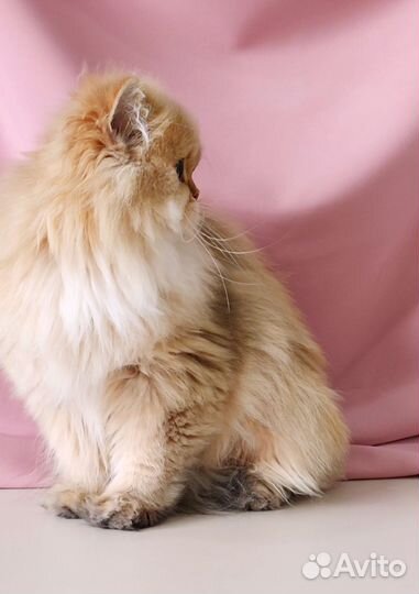 Золотая шиншилла