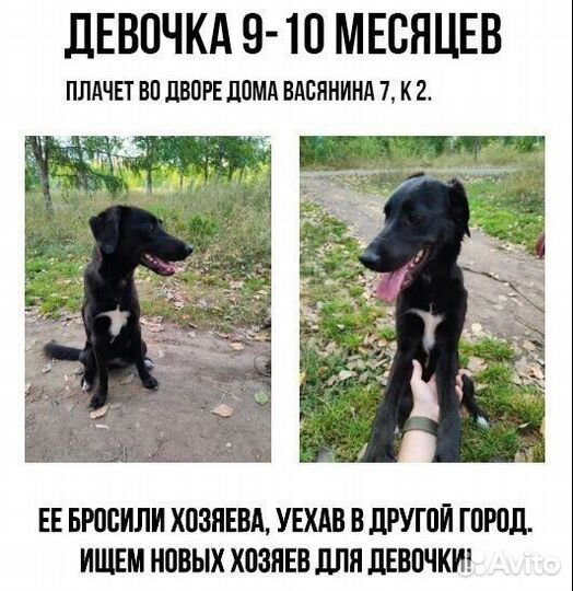 Щенок