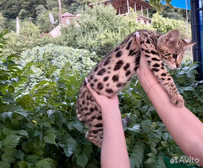 Саванна ф1 девочка