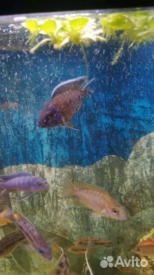 Рыба для аквариумная