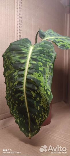 Диффенбахия рефлектор