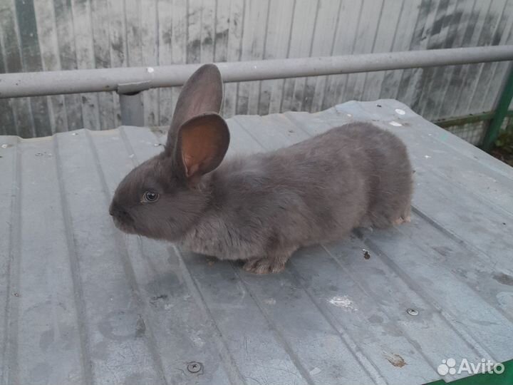 Немецкий Пестрый Великан. Строкач, Бабчка