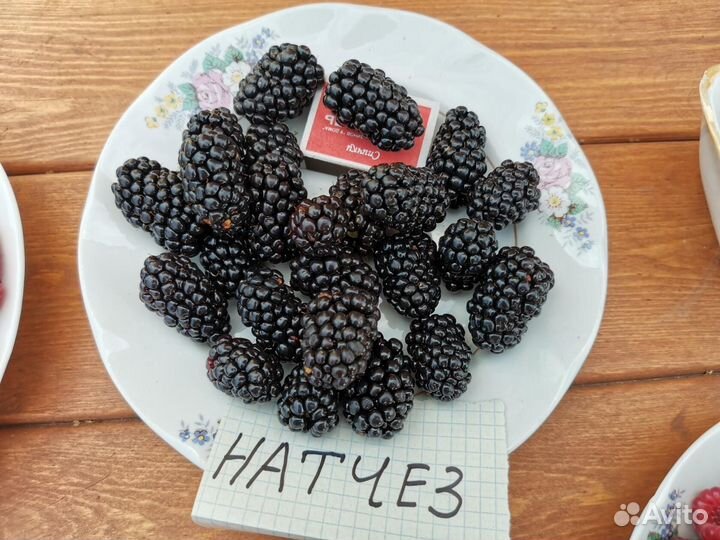 Ежевика натчез