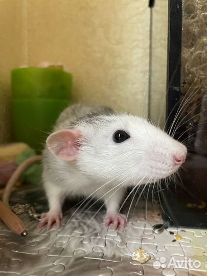 Крыса дамбо